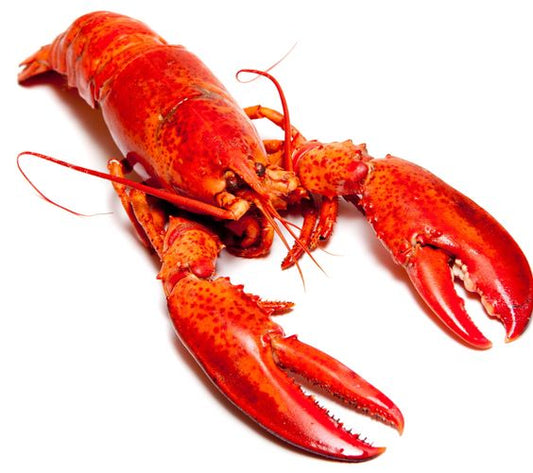 Lobster (live weight)